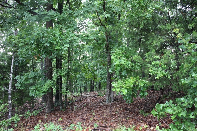 20.55 acres lying along a well- maintained county road with few - photo 18
