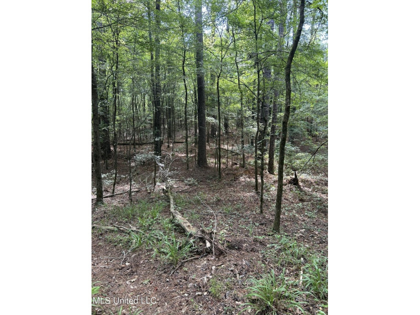 Check out this fantastic property in Carroll County, MS! Located - photo 4