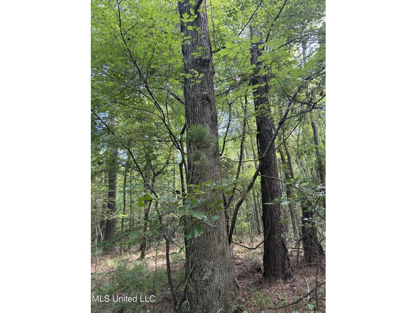 Check out this fantastic property in Carroll County, MS! Located - photo 6