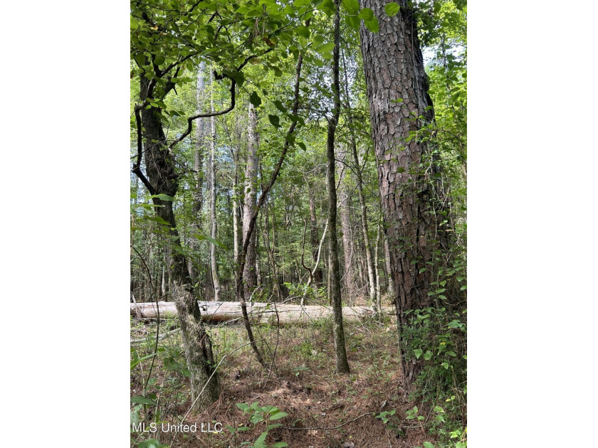 Check out this fantastic property in Carroll County, MS! Located - photo 7
