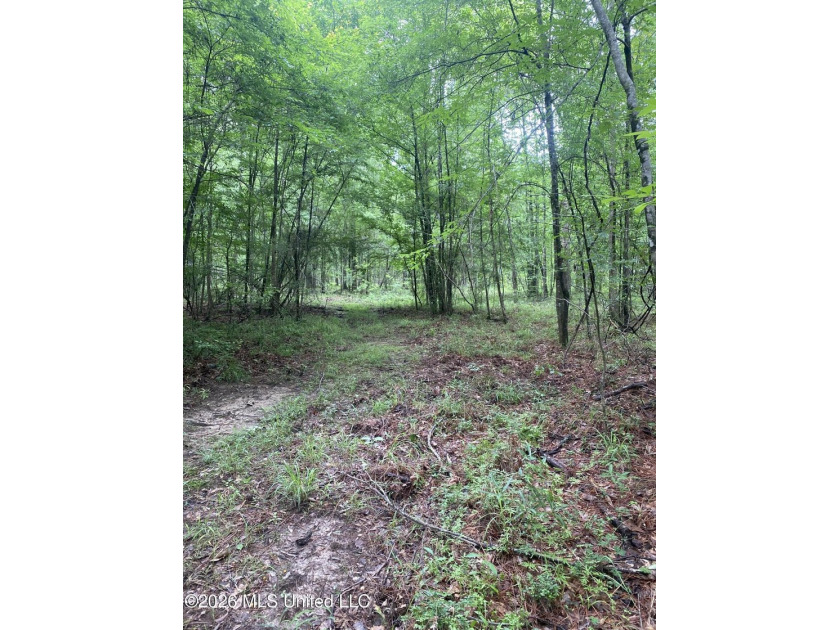 **Secluded Hardwood Haven in Amite County, Mississippi!** Escape - photo 12