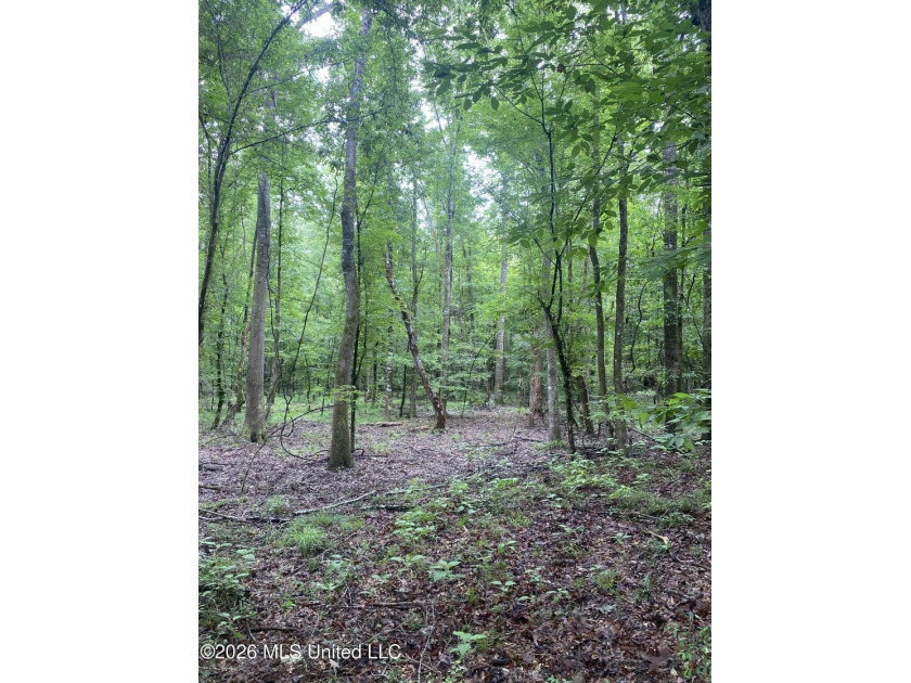 **Secluded Hardwood Haven in Amite County, Mississippi!** Escape - photo 13