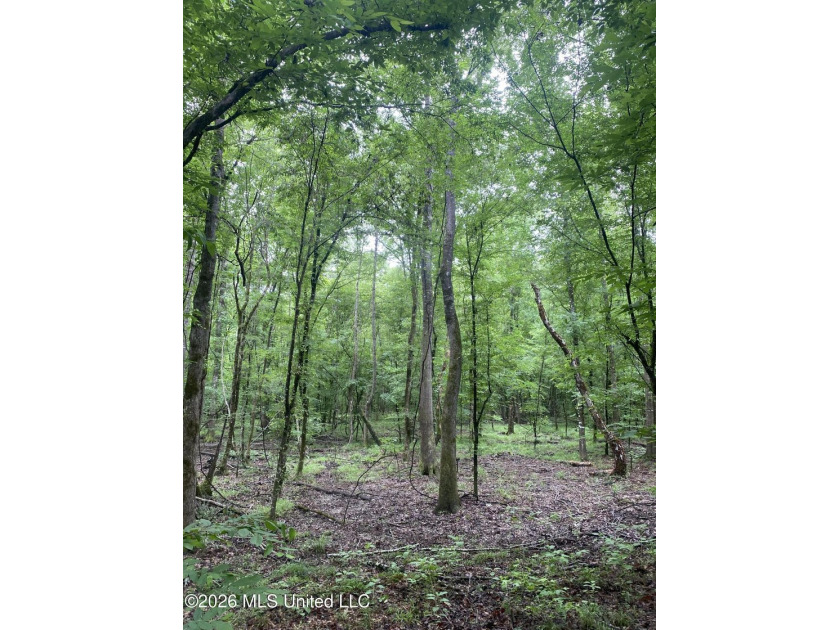 **Secluded Hardwood Haven in Amite County, Mississippi!** Escape - photo 14