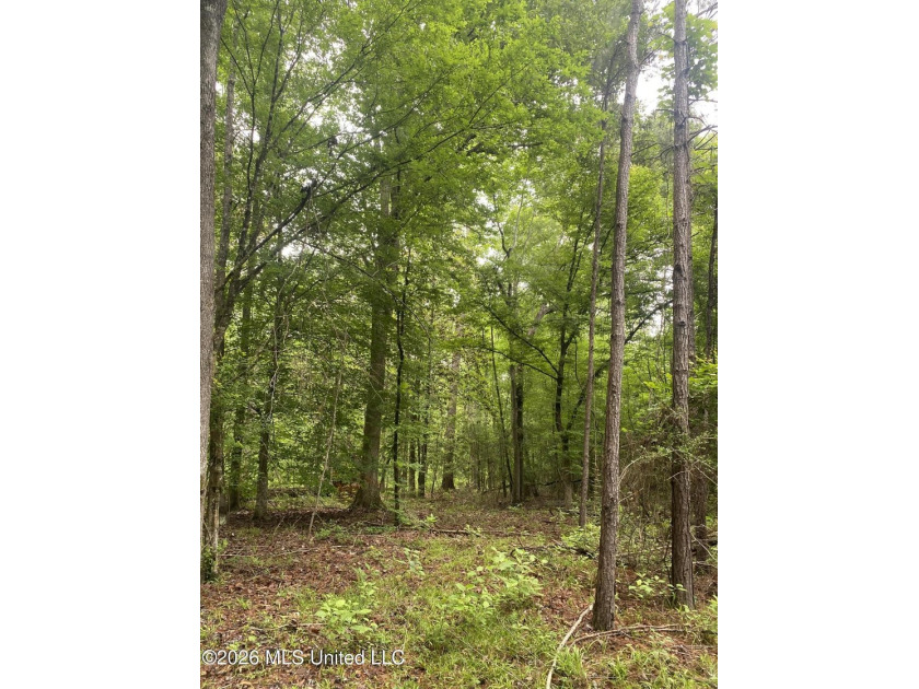 **Secluded Hardwood Haven in Amite County, Mississippi!** Escape - photo 15