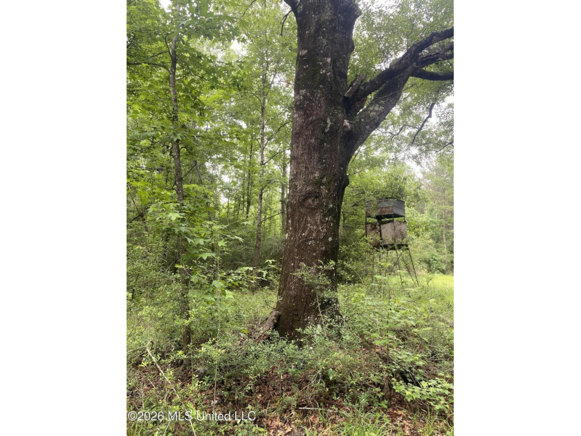 **Secluded Hardwood Haven in Amite County, Mississippi!** Escape - photo 17