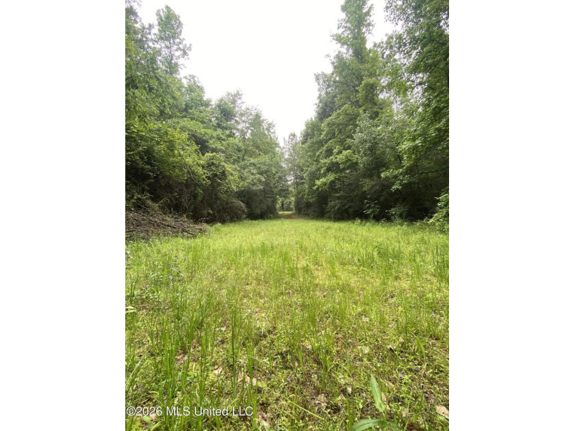**Secluded Hardwood Haven in Amite County, Mississippi!** Escape - photo 18