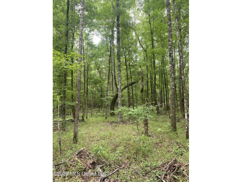 **Secluded Hardwood Haven in Amite County, Mississippi!** Escape - photo 19