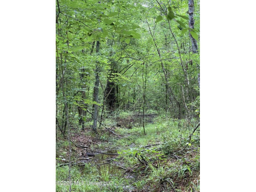 **Secluded Hardwood Haven in Amite County, Mississippi!** Escape - photo 20