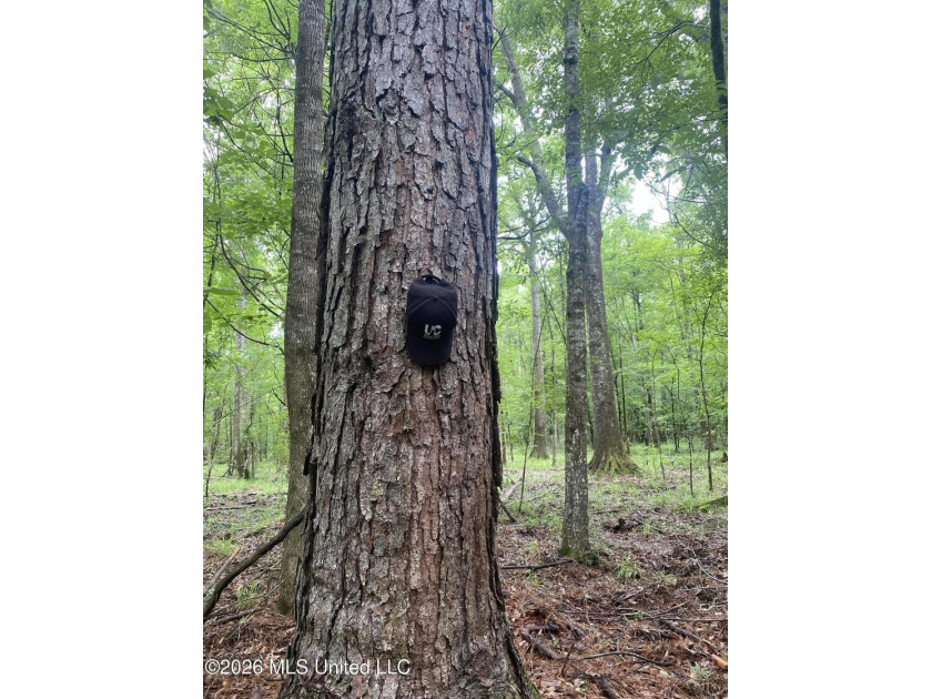 **Secluded Hardwood Haven in Amite County, Mississippi!** Escape - photo 22