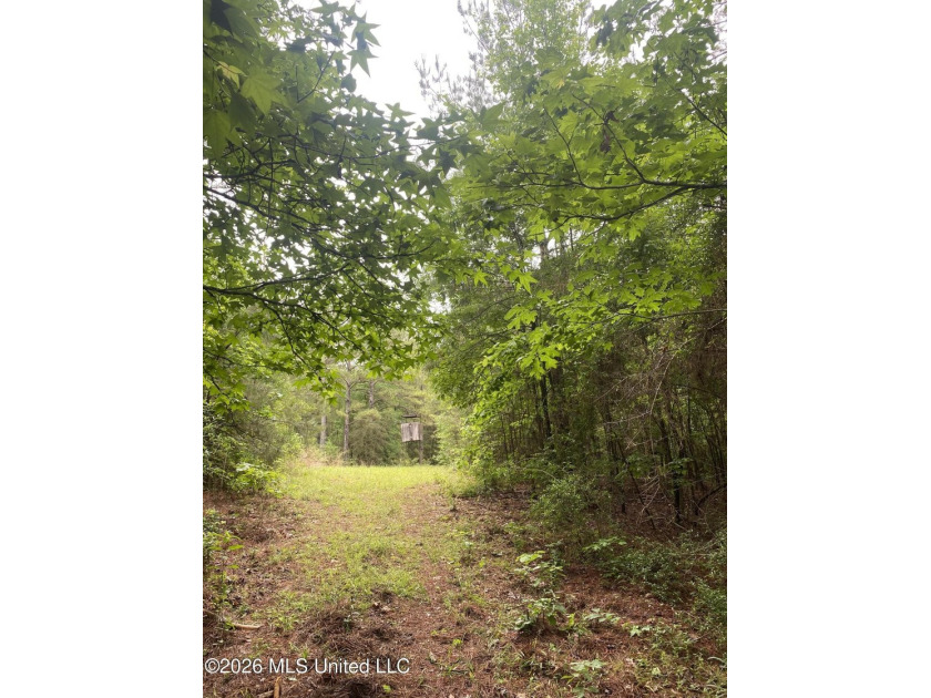 **Secluded Hardwood Haven in Amite County, Mississippi!** Escape - photo 25