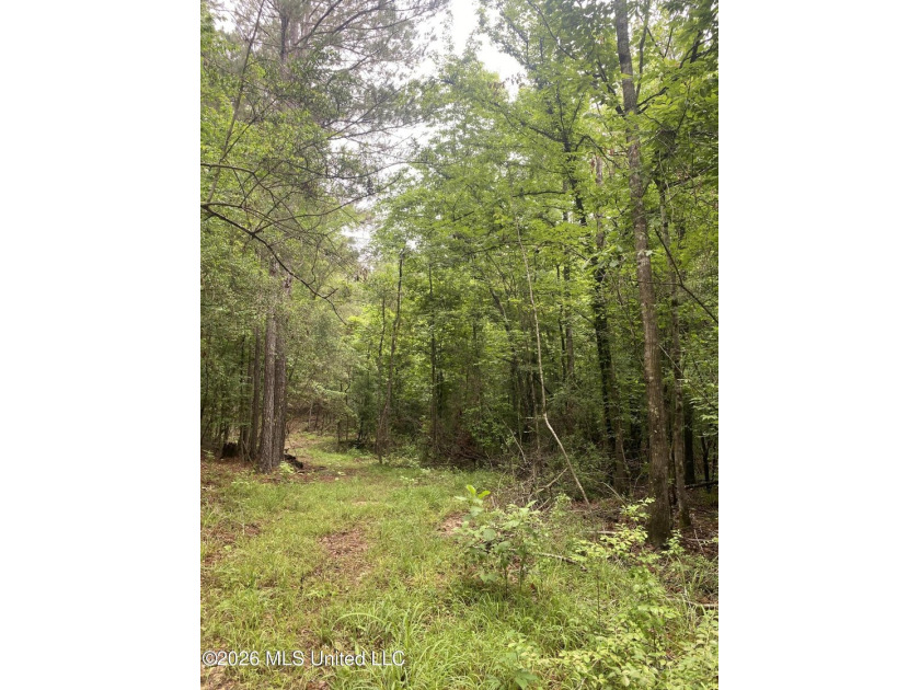 **Secluded Hardwood Haven in Amite County, Mississippi!** Escape - photo 27