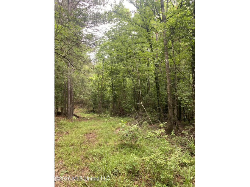 **Secluded Hardwood Haven in Amite County, Mississippi!** Escape - photo 28