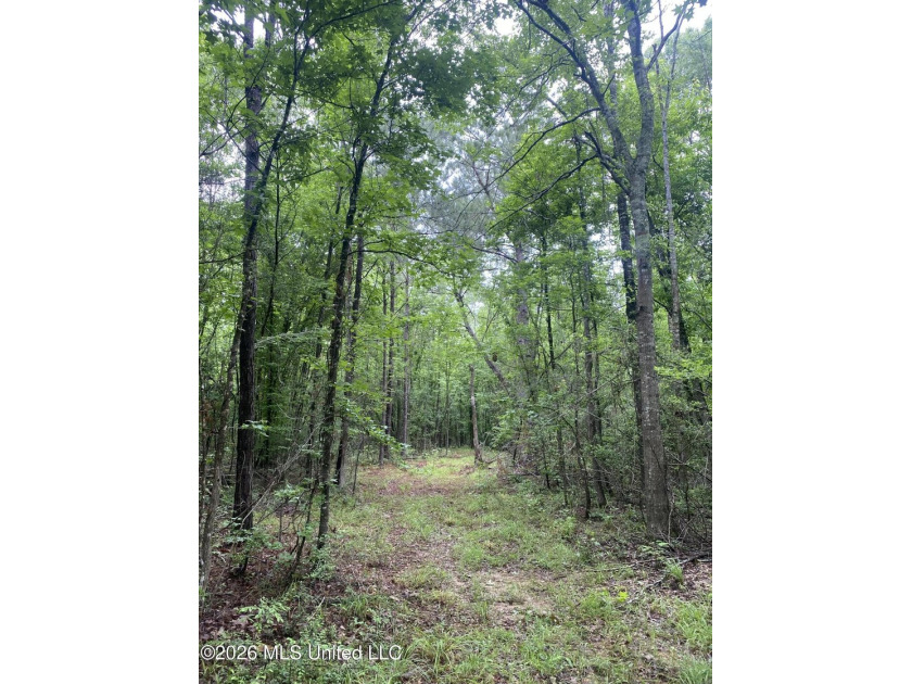 **Secluded Hardwood Haven in Amite County, Mississippi!** Escape - photo 30