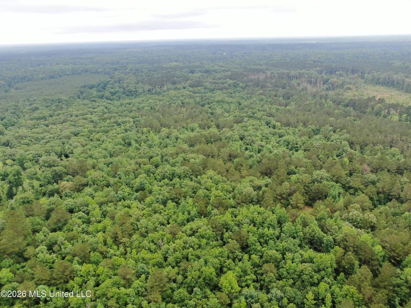**Secluded Hardwood Haven in Amite County, Mississippi!** Escape - photo 33