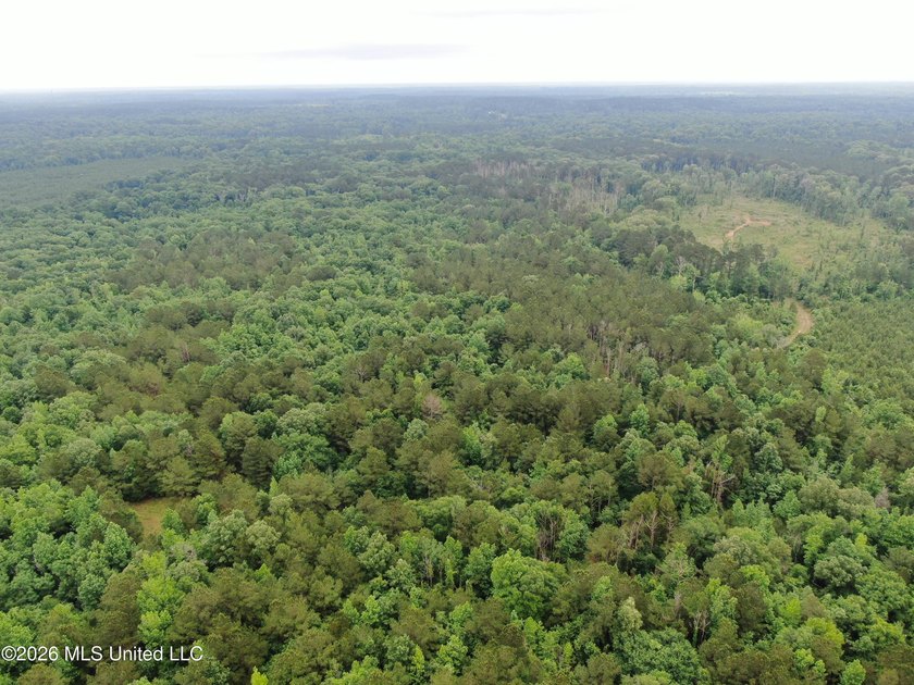 **Secluded Hardwood Haven in Amite County, Mississippi!** Escape - photo 34