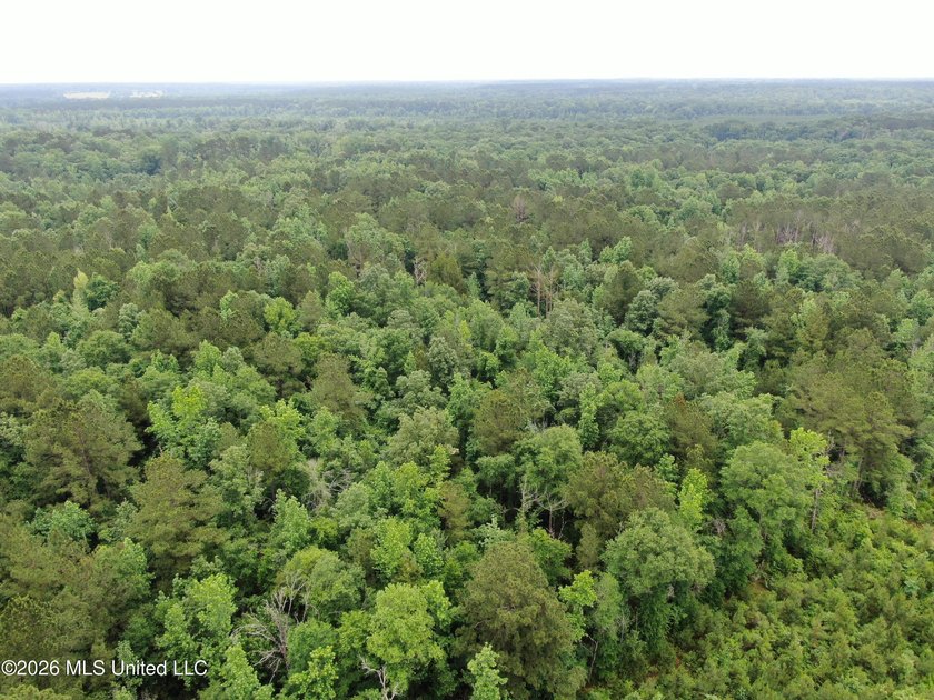 **Secluded Hardwood Haven in Amite County, Mississippi!** Escape - photo 39