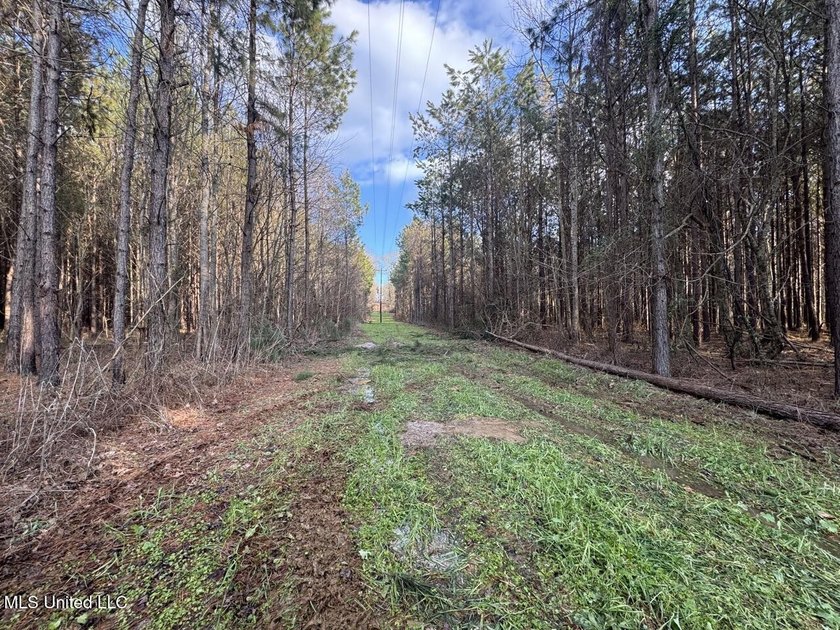Tucked just off Highway 61 in Lorman, Mississippi, this 140+/- - photo 44
