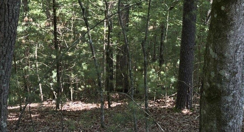 Build your North Georgia mountain dream home on this beautiful - photo 5