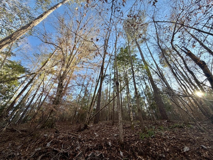 This level of diverse hunting and timber investment rarely hits - photo 22