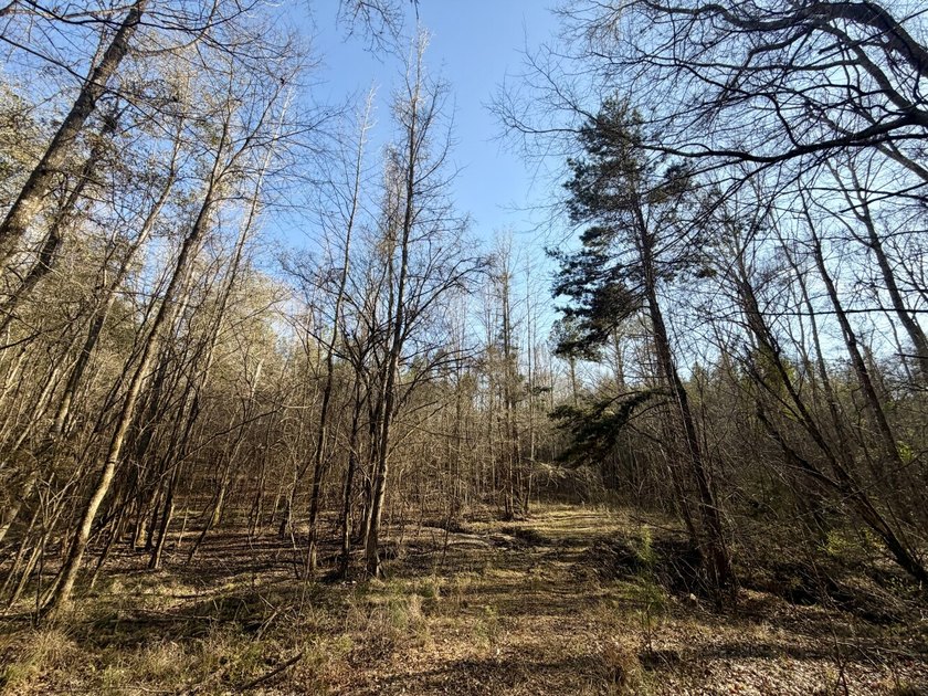 This level of diverse hunting and timber investment rarely hits - photo 31