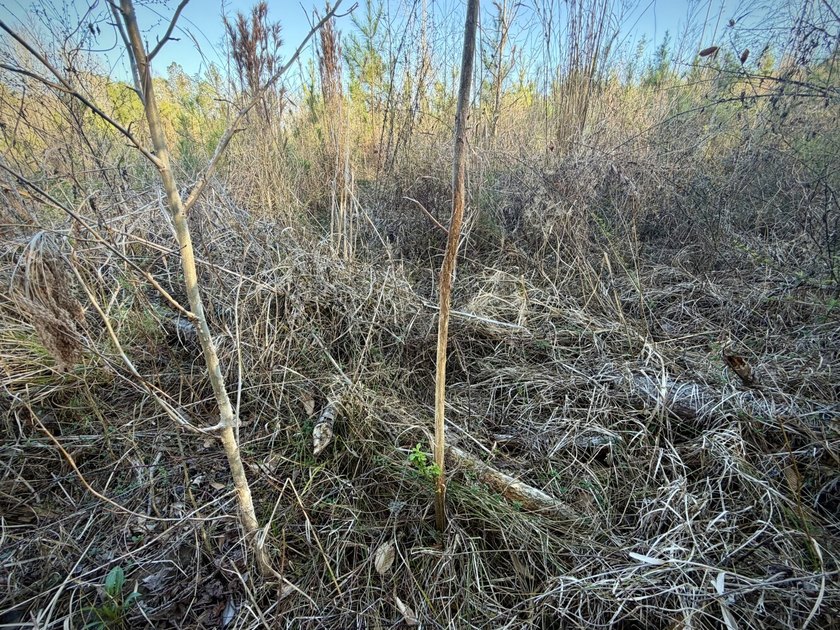 This level of diverse hunting and timber investment rarely hits - photo 41