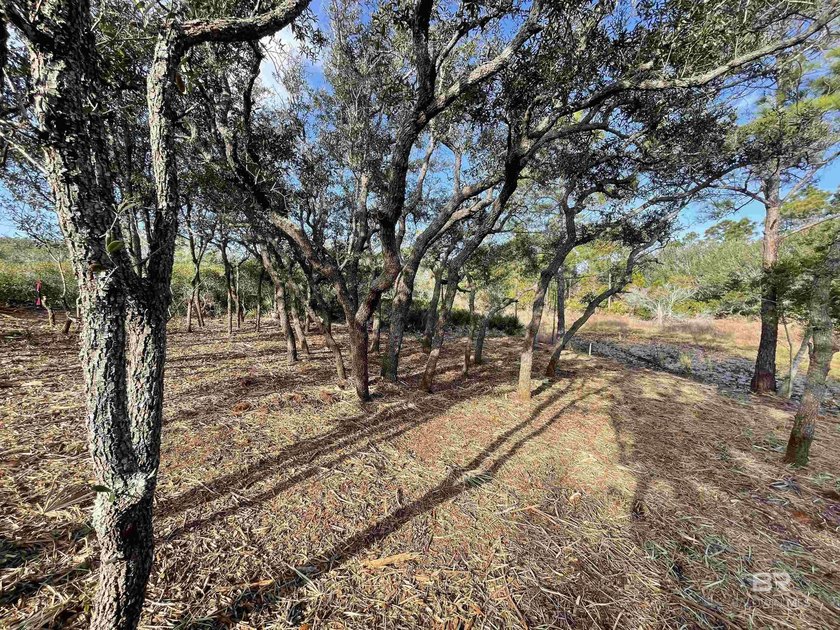 Nestled within the pristine 4,000-acre Bon Secour National - photo 14