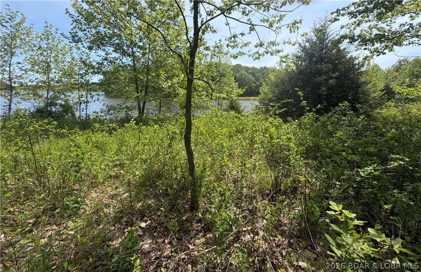 2.84 acres of gentle/flat, very buildable, lakefront land on the - photo 7