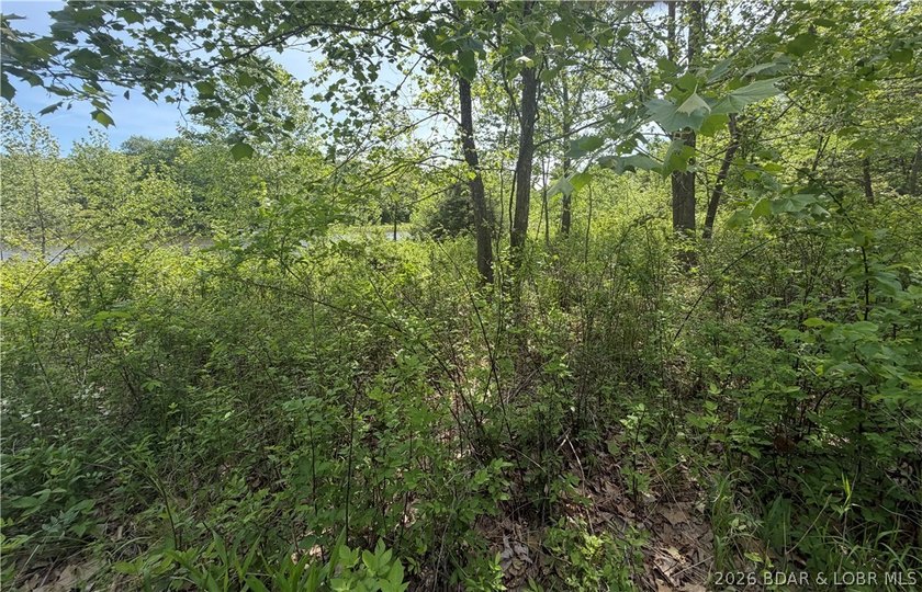 2.84 acres of gentle/flat, very buildable, lakefront land on the - photo 9