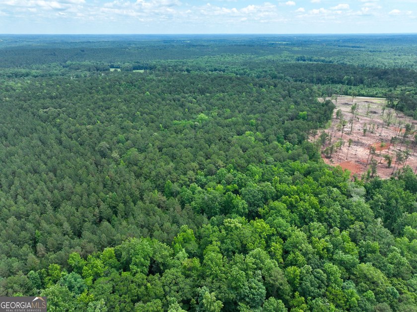 For sale 12.35 acres featuring a gorgeous mix of mature pines - photo 12