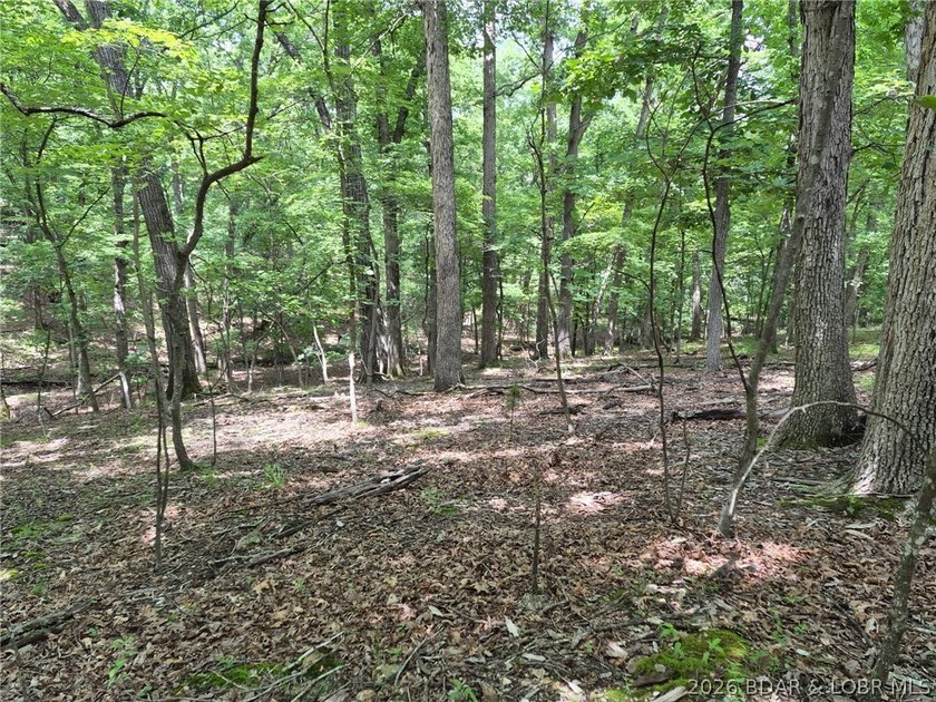 Potential Building Homesite ....with Gentle/Level Topography - photo 2