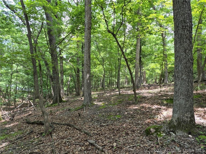 Potential Building Homesite ....with Gentle/Level Topography - photo 5