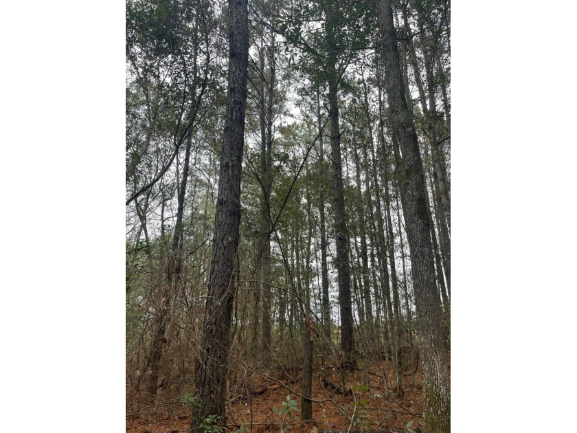 LOCATED IN WAYNE COUNTY, MISSISSIPPI, ROUGHLY NINE MILES - photo 12