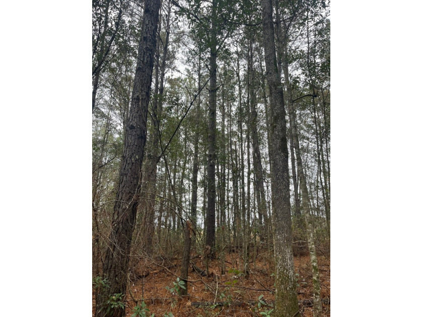 LOCATED IN WAYNE COUNTY, MISSISSIPPI, ROUGHLY NINE MILES - photo 14