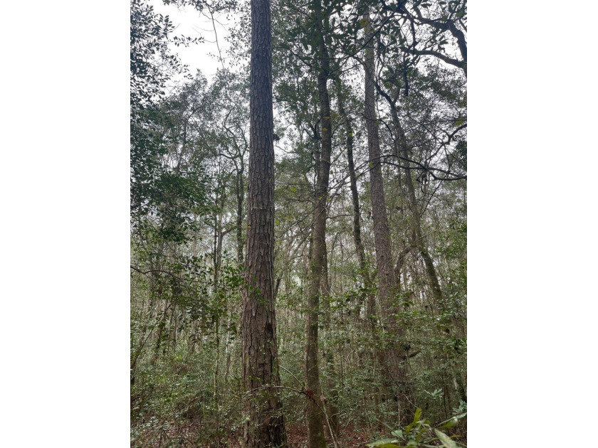LOCATED IN WAYNE COUNTY, MISSISSIPPI, ROUGHLY NINE MILES - photo 16