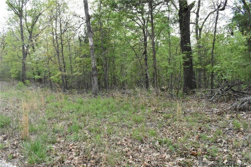 Rare opportunity to own 18.7 acres of beautiful, wooded land - photo 3