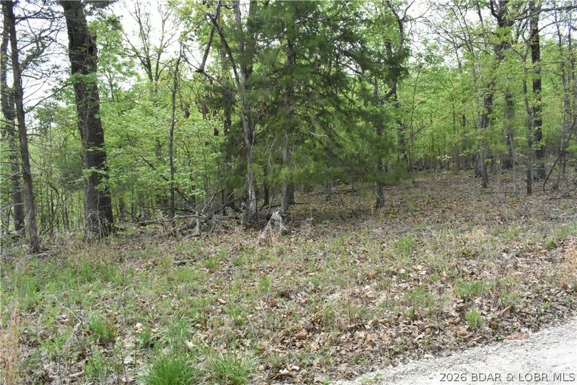 Rare opportunity to own 18.7 acres of beautiful, wooded land - photo 5