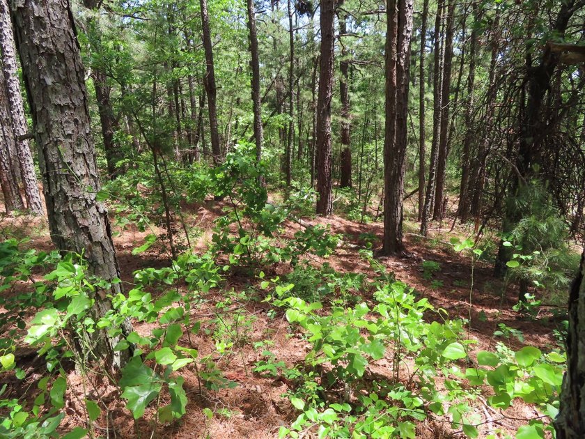 This beautiful 34.79 m/l acres mountain property is located in - photo 33
