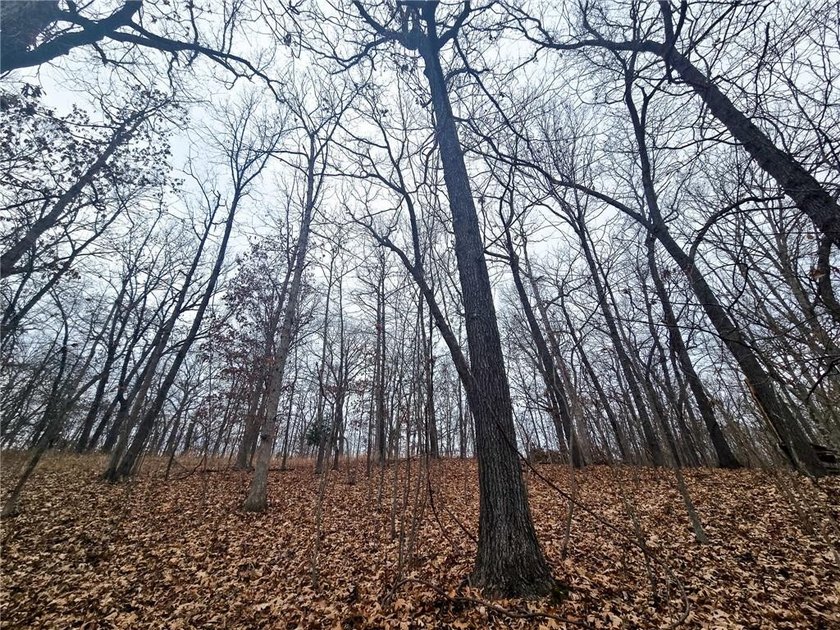 Nearly 80 acres of Lake of the Ozarks land in Gravois Mills, MO - photo 16