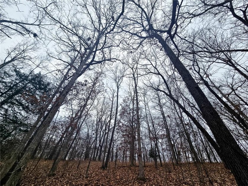 Nearly 80 acres of Lake of the Ozarks land in Gravois Mills, MO - photo 17