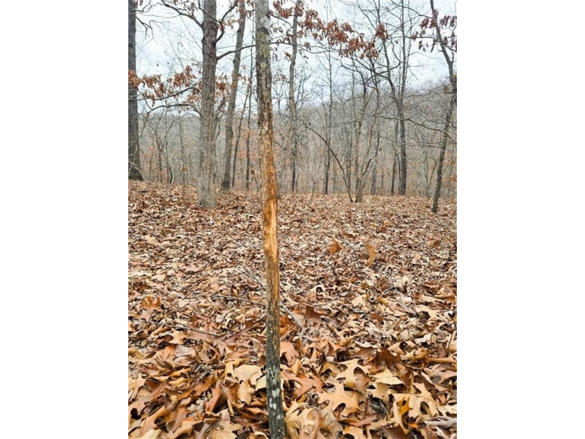 Nearly 80 acres of Lake of the Ozarks land in Gravois Mills, MO - photo 24