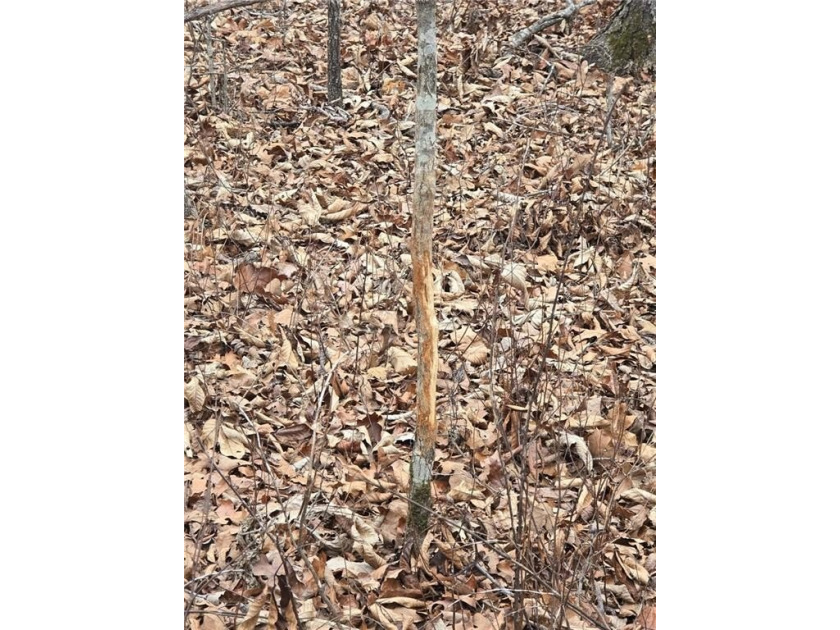 Nearly 80 acres of Lake of the Ozarks land in Gravois Mills, MO - photo 32
