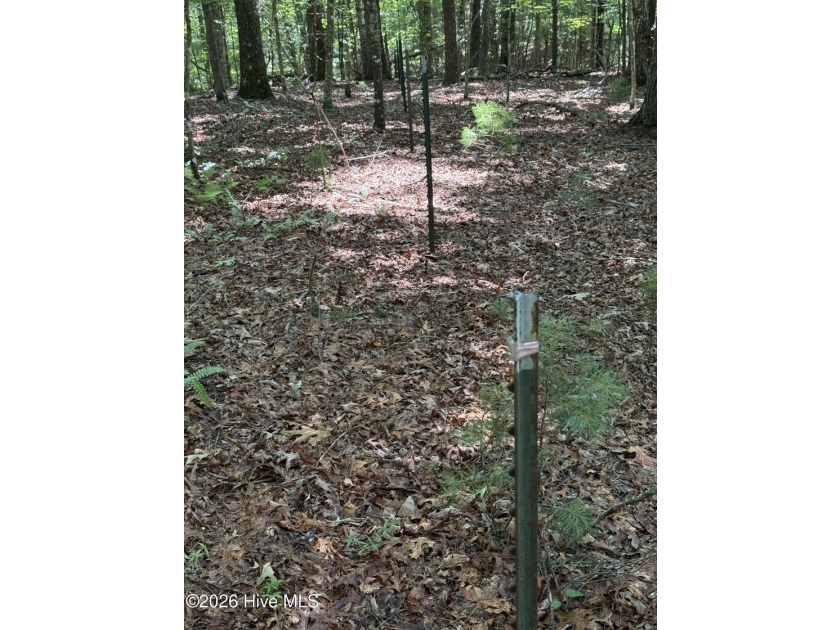 Nice unrestricted wooded acreage with a road already built and - photo 5