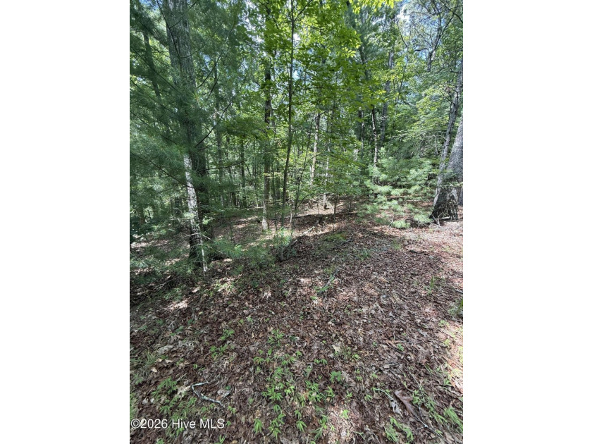 Nice unrestricted wooded acreage with a road already built and - photo 6
