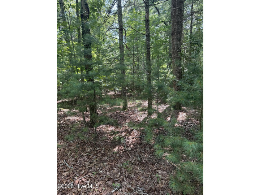 Nice unrestricted wooded acreage with a road already built and - photo 7