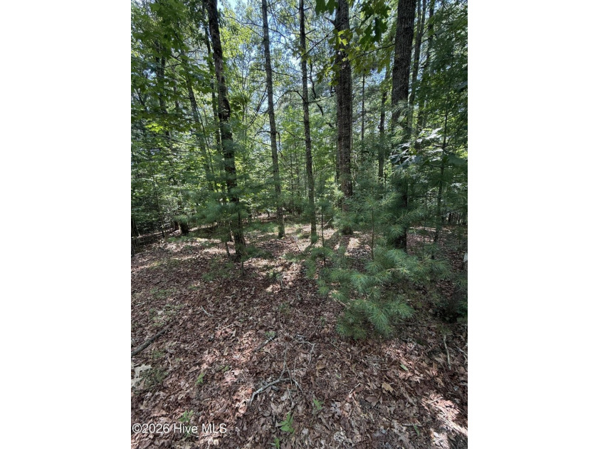 Nice unrestricted wooded acreage with a road already built and - photo 8