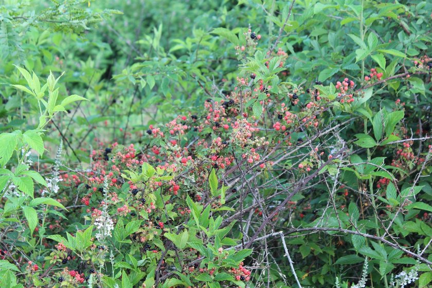 Tracts 3-6, 5+/- Acres Build Sites Near Shoal Bay Park Midwest - photo 22
