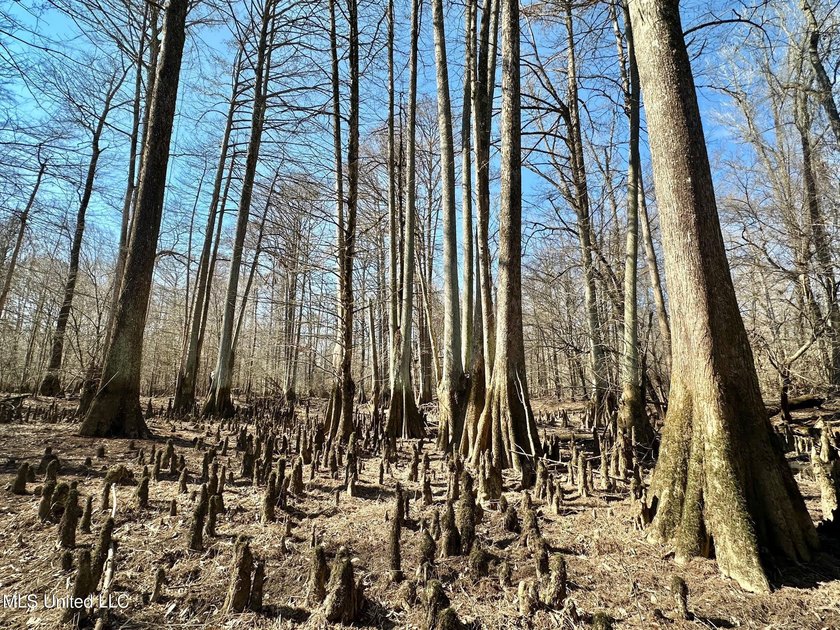 +/- 625 acre hardwood timber river bottom hunting tract in - photo 11