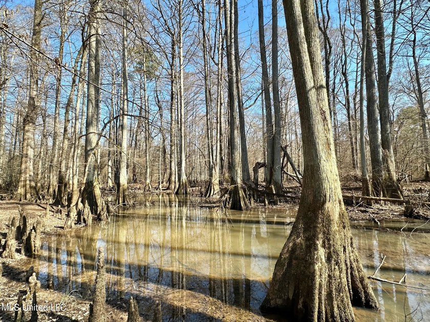 +/- 625 acre hardwood timber river bottom hunting tract in - photo 12