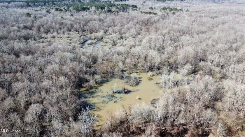 +/- 625 acre hardwood timber river bottom hunting tract in - photo 28