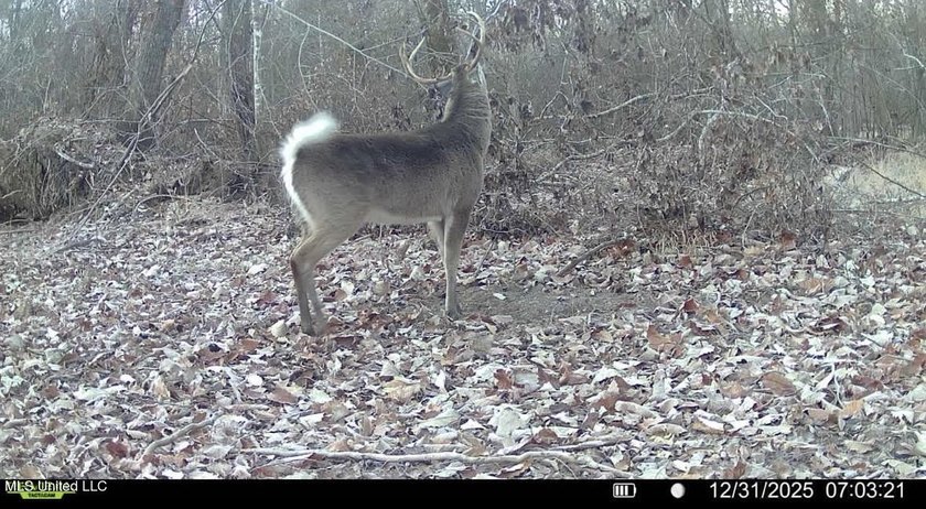 +/- 625 acre hardwood timber river bottom hunting tract in - photo 41
